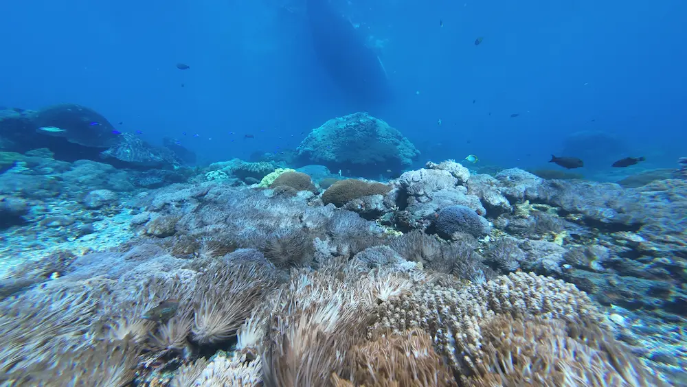 Nusa Penida West Tour + Private Snorkeling